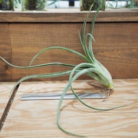 □チランジア書籍／Genus Tillandsia P28 | 常葉植物園 Tokiwa Bo