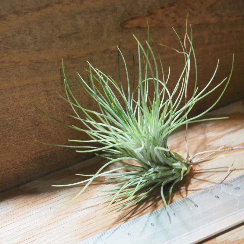 チランジア ／ アンドレアナ M (T.andreana) ☆AB01/Jul30 | 常葉植