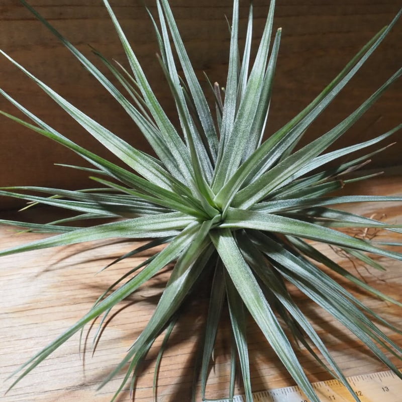 ラディアン　オトガ　ランチョン　コリヴス、アレスト 楽天市場】アストランティア 'ローズ シンフォニー' : おぎはら