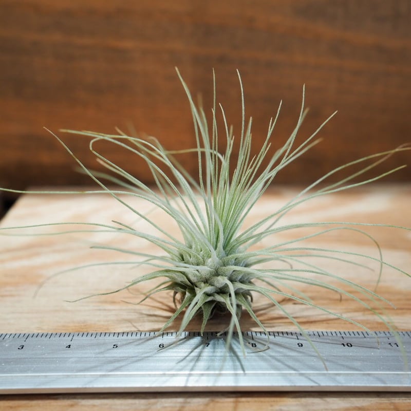 チランジア ／ 入門3点セット Bタイプ (Tillandsia B-type) | 常葉植物