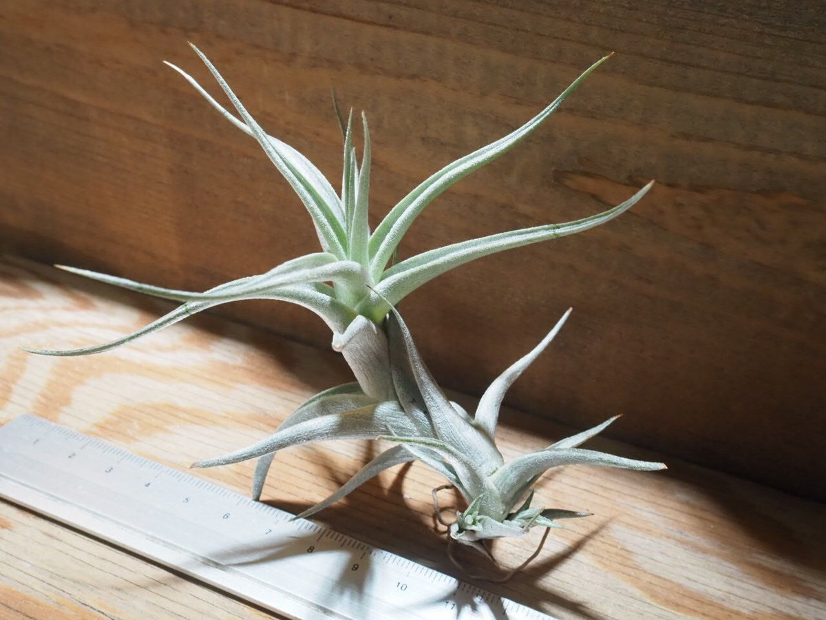 チランジア ／ アルビダ S (T.albida) ☆AB01/Jul30 | 常葉植物園 T