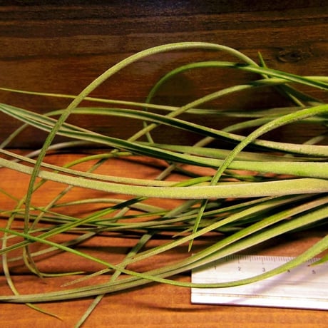 チランジア ／ カプトメドーサ × フラベラータ　(T.caput-medusae × T.flabellata)