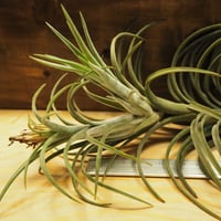 チランジア ／ テネブラ (T.tenebra) | 常葉植物園 Tokiwa Botanic