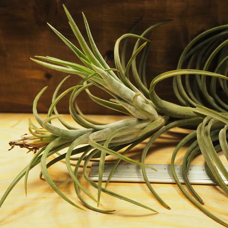 チランジア入荷リスト9/22｜NatureGarden🌿神田