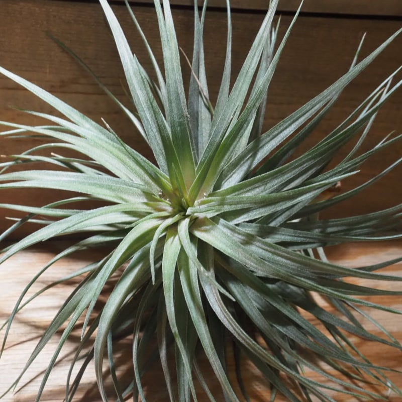 チランジア ／ アエラントス パープルレザー (T.aeranthos 'Purple Lea