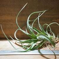 チランジア ／ イオナンタ モンストローズ (T.ionantha 'Monstrose')