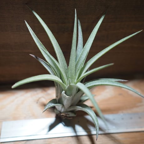 チランジア ／ チアペンシス × ミトラエンシス　(T.chiapensis × T.mitlaensis)　＊A01/Nov09