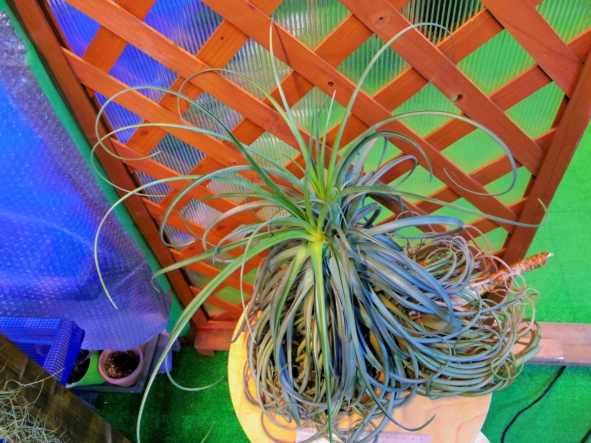 チランジア ／ ライラックスパイアー (T.'Lilac Spire') ☆12/12企画 |