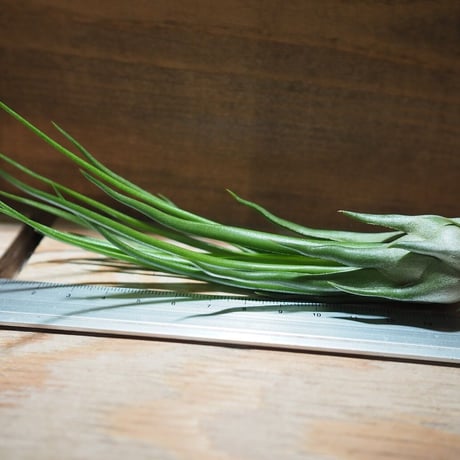チランジア ／ ブルボーサ × イオナンタ フェーゴ　(T.bulbosa × T.ionantha 'Fuego') ★タイ農場　＊A01/Nov20