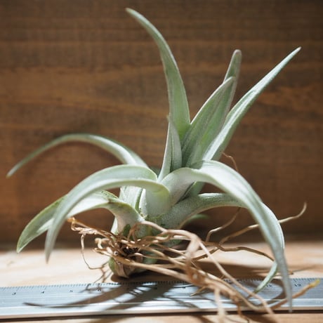 tomasellii 'Tropiflora'〔エアプランツ〕T5159 tomasellii 'Tropiflora'〔エアプランツ〕T5159