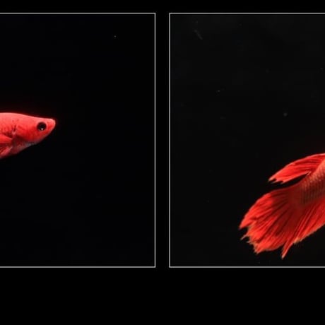 ◆ Helios AQUA LED HA-20 ／アクアリウムに最適なRGB配色【ヘリオス アクア】