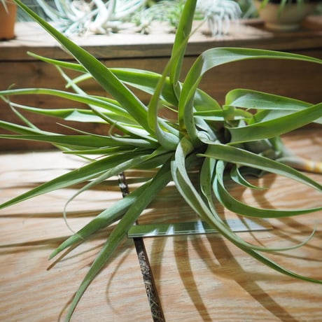 チランジア ／ ラティフォリア アナコンダ XXL　(T.latifolia 'Anaconda')　＊A01/Feb27