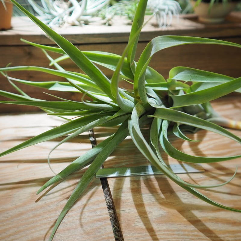 チランジア ／ ラティフォリア アナコンダ XXL (T.latifolia 'Anacond
