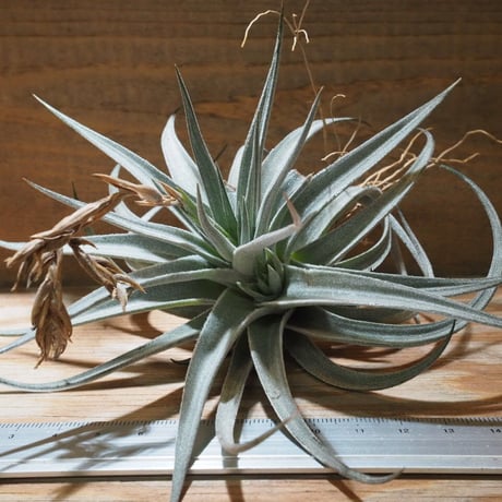 【アベンヌ】チランジア4点セット CATEGORY 学名・名称：D | 常葉植物園 Tokiwa Botanical-Garde