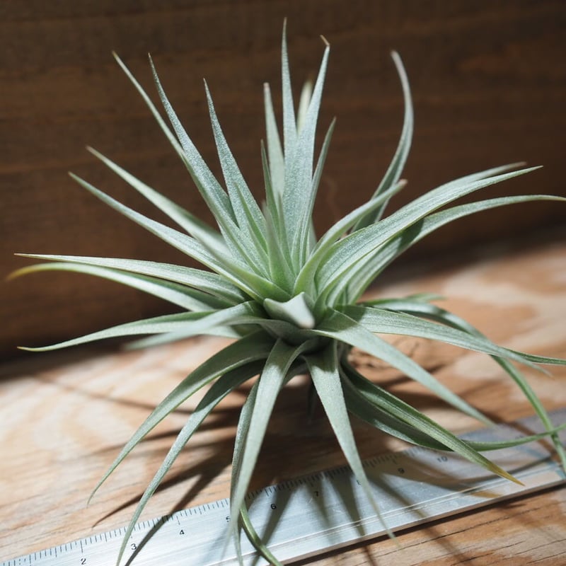 チランジア ／ ストリクタ コンフェチ (T.stricta 'Confetti') ＊A01