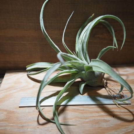 チランジア ／ ストレプトフィラ S　(T.streptophylla)　＊A01/Jun22-02