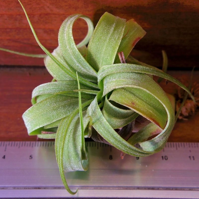 プ*ア様 T.  Roberts チランジア トミーロバーツ　ストレプ T. Tommy Roberts チランジア トミーロバーツ ストレプトフィラ - メルカリ