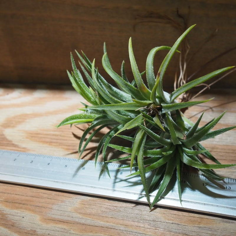 チランジア ／ イオナンタ アルビノ CL (T.ionantha 'Albino') ☆CD