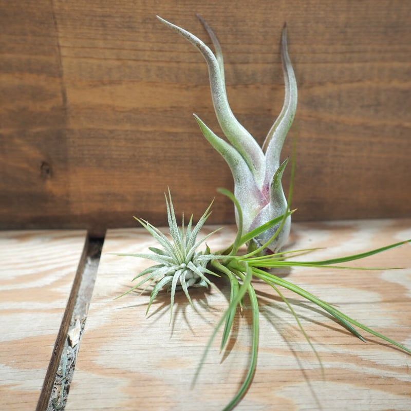 チランジア ／ 入門3点セット Cタイプ (Tillandsia C-type