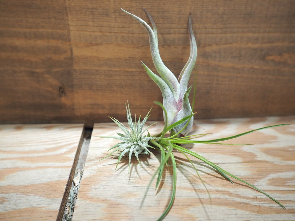 チランジア ／ 入門3点セット Cタイプ (Tillandsia C-type) | 常葉植物...