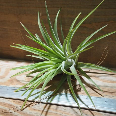 チランジア ／ イオナンタ マキシマ アルビノ　(T.ionantha var. maxima 'Albino')　★EF01/Feb05