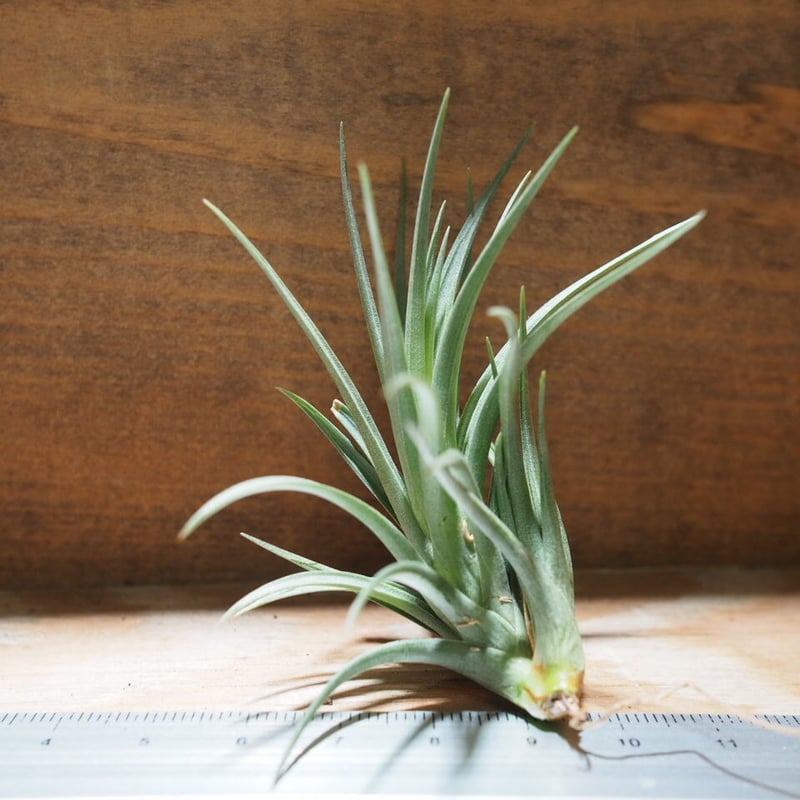 チランジア ／ テヌイフォリア ブロンズチップ (T.tenuifolia 'Bronze T