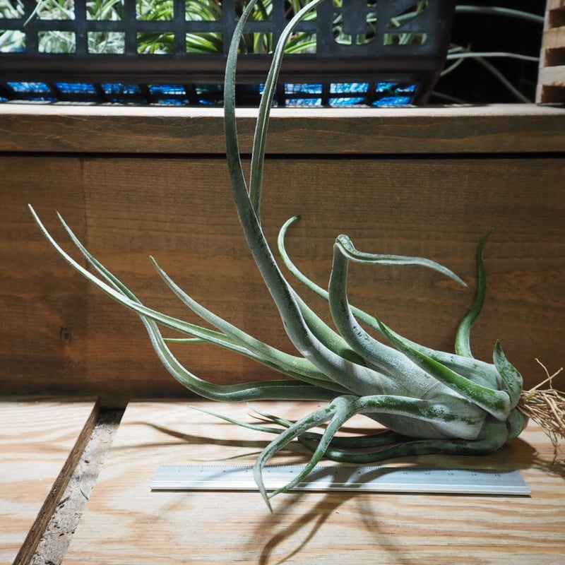 チランジア ／ カプトメデューサ パープル XL (T.caput-medusae 'Purp