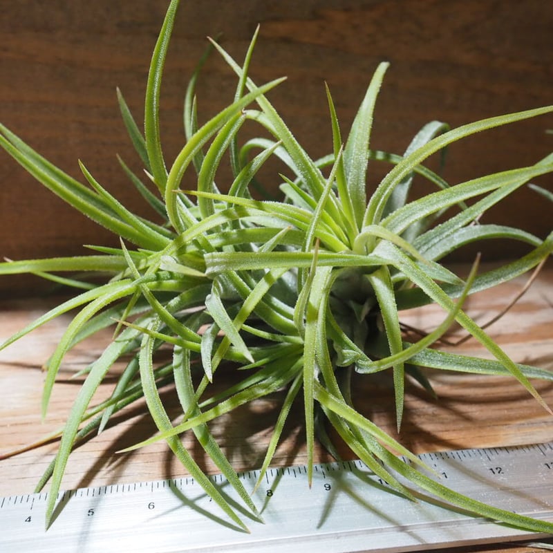 チランジア ／ イオナンタ グレイス CL (T.ionantha 'Grace