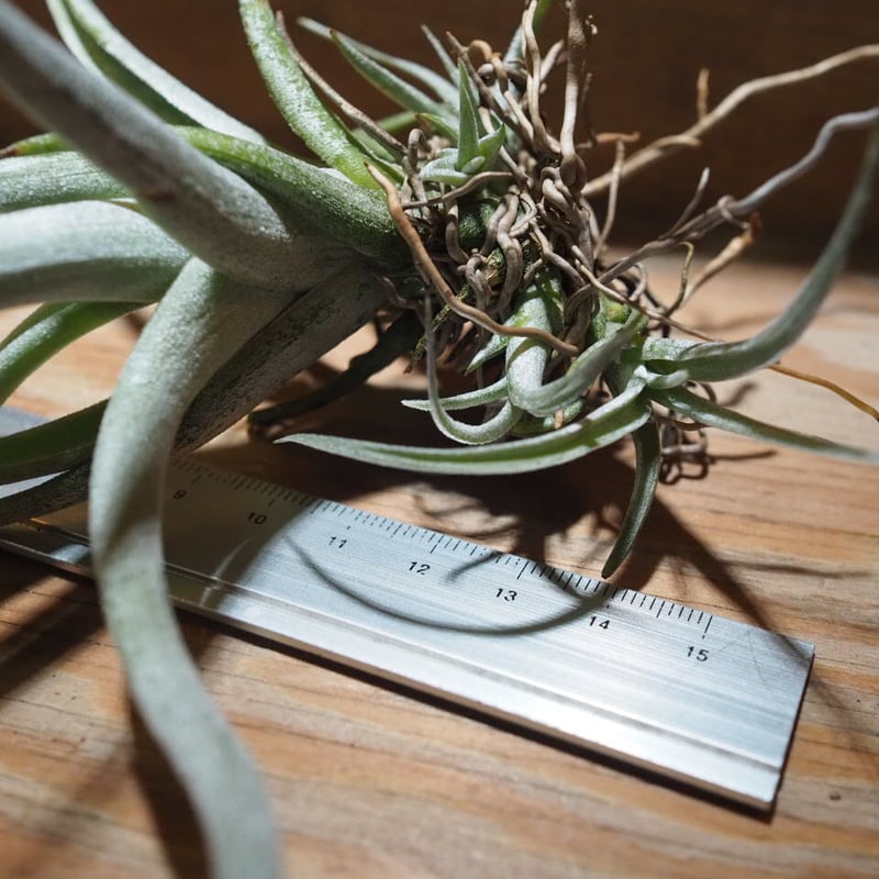 チランジア ／ カルウィンスキアナ (T.karwinskyana) ＊A01/Jun22 |