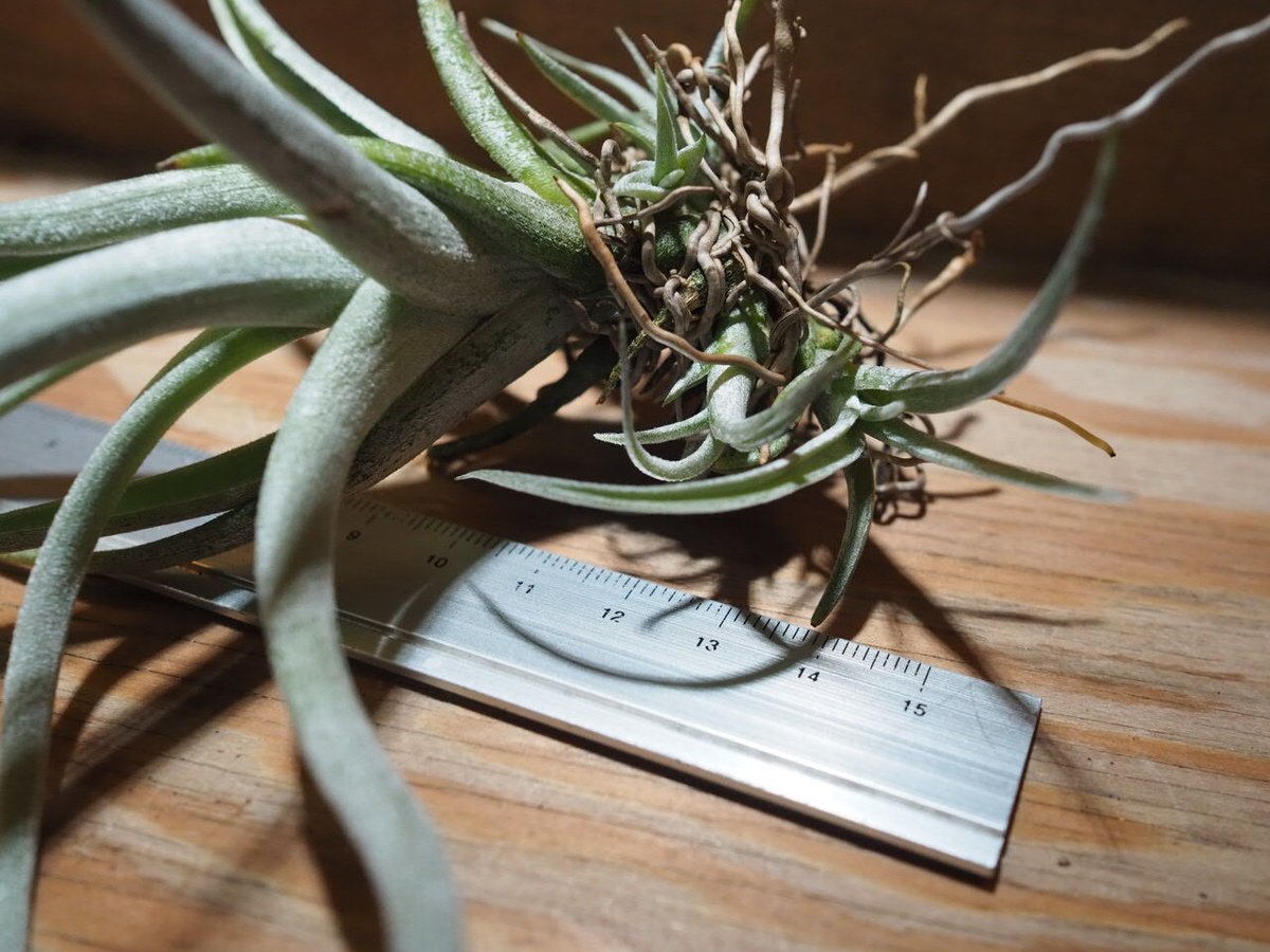 チランジア ／ カルウィンスキアナ (T.karwinskyana) ＊A01/Jun22 |