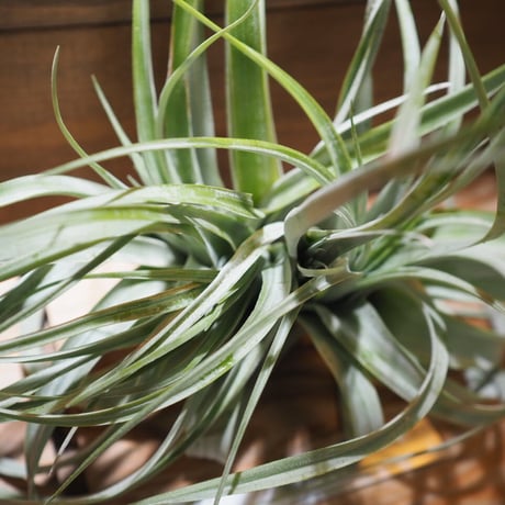 チランジア ／ キセログラフィカ × カピタータ クレステッド　(T.xerographica × T.capitata Crested)　＊A01/Apr17