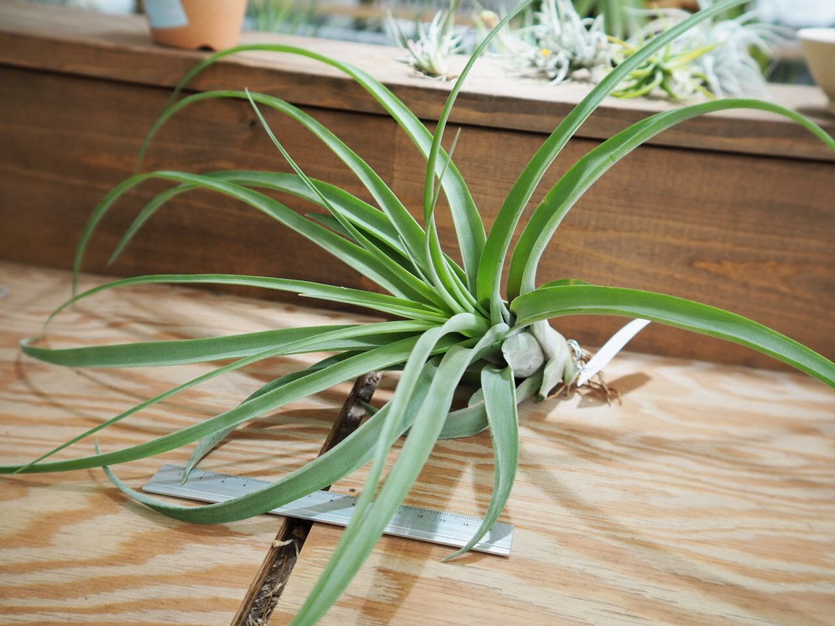 ティランジア　マイスイートローズ 現品 開花株 SALE】チランジア・マイスウィートローズ T. My Sweet