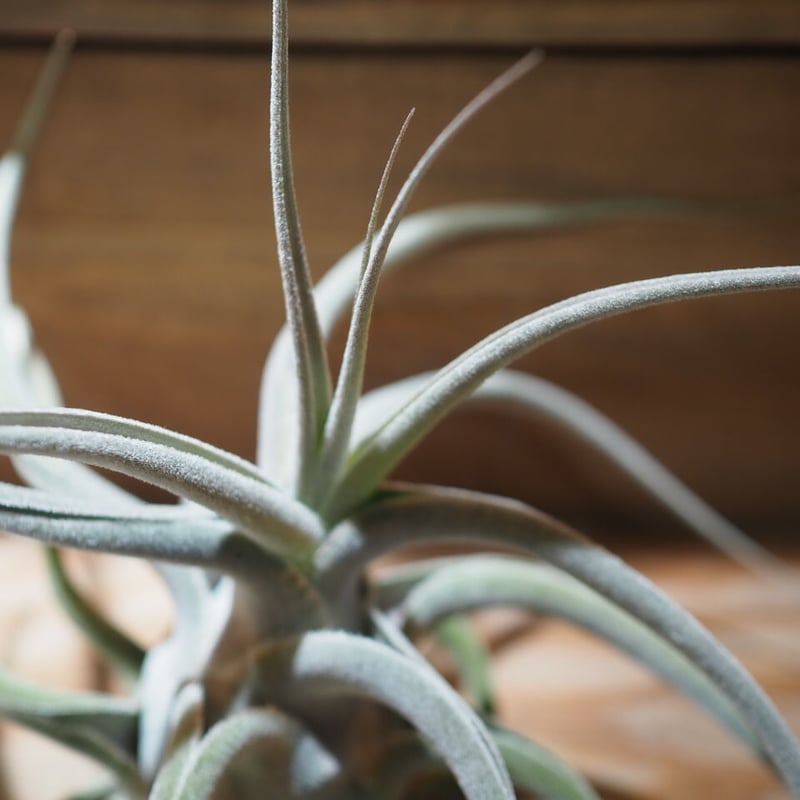 チランジア ／ エーレルシアナ XXL (T.ehlersiana) ☆CD01/Nov27  