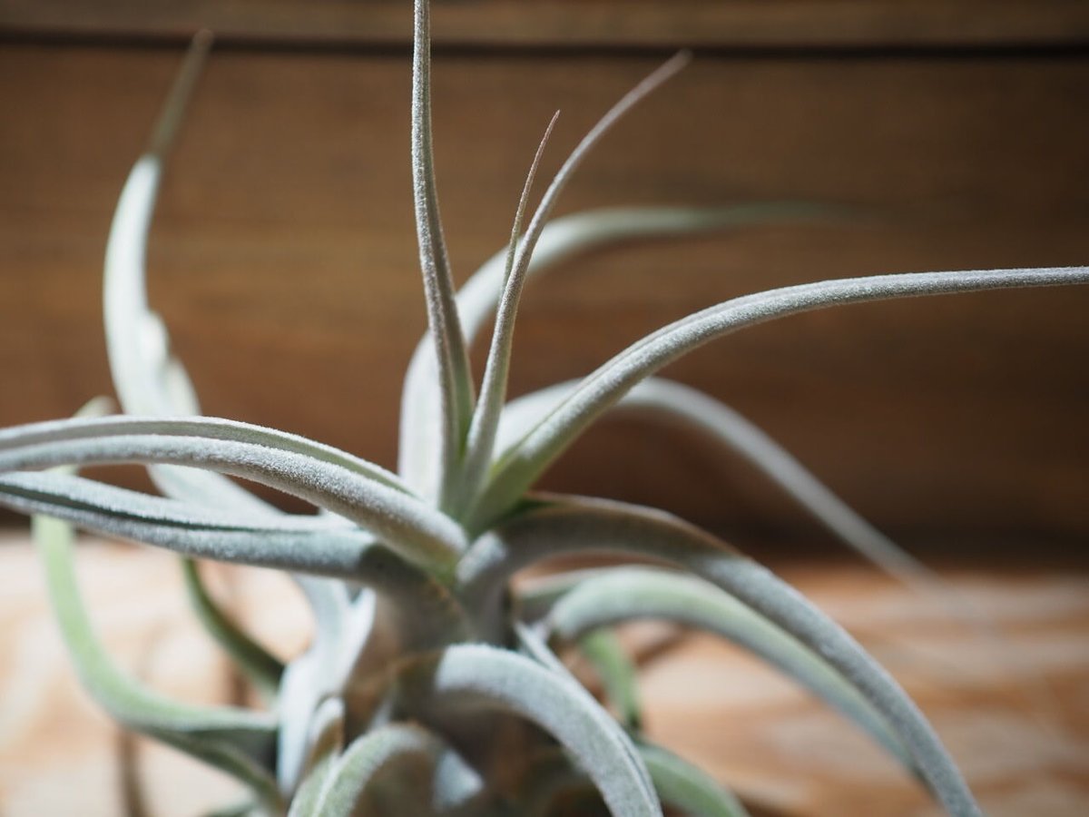 ブロメリア・エアープランツ T. ehlersiana x chiapensis T