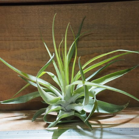 CATEGORY エアプランツ(チランジア)F~J | 常葉植物園 Tokiwa CATEGORY エアプランツ(チランジア)F~J | 常葉植物園 Tokiwa