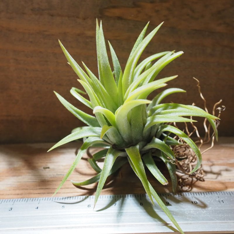 イオナンタ ロン レインフォレスト チランジア ／ イオナンタ ロン (T