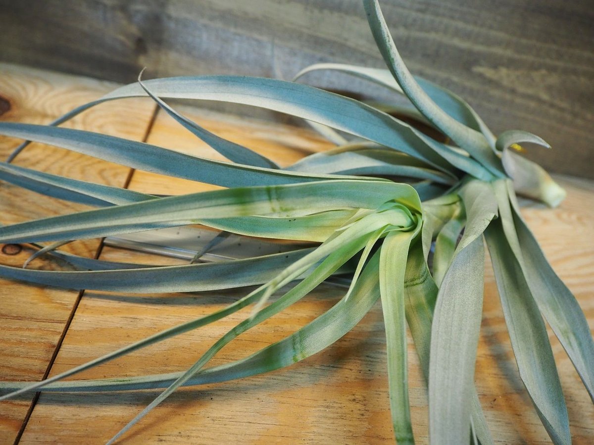 チランジア ／ ロドセファラ (T.rhodocephala) ＊A02/Dec11 | 常葉