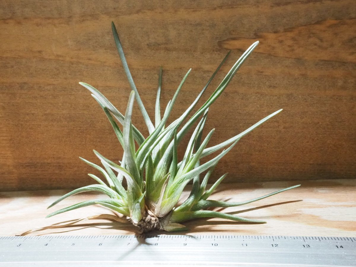 チランジアアルゲンティア Tillandsia argentea 20000 チランジアアルゲンティア Tillandsia argentea 20000
