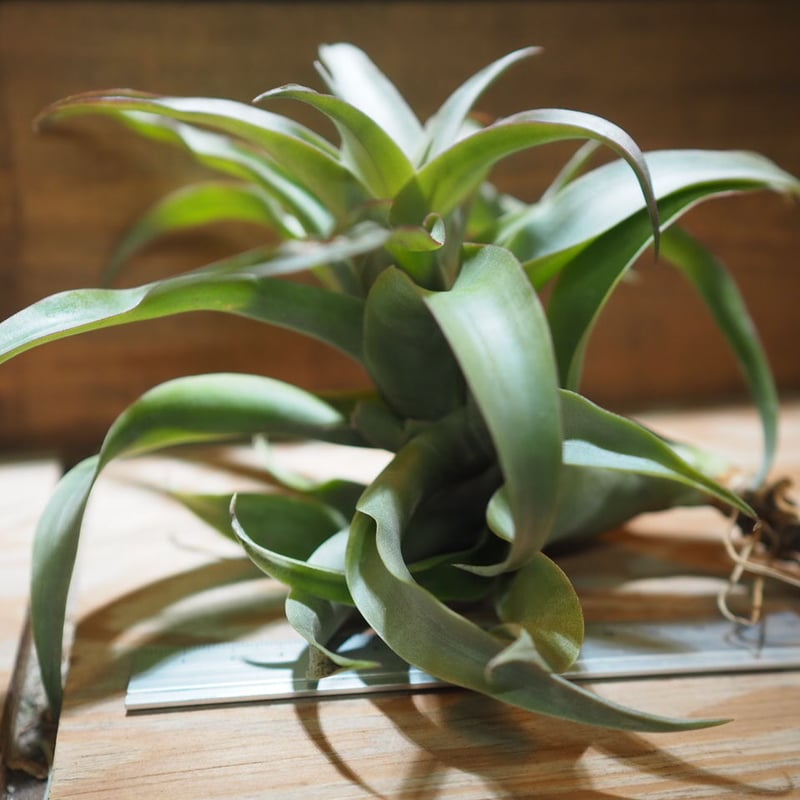 チランジア El Guapo 開花苗 チランジア El Guapo 開花苗 チランジア