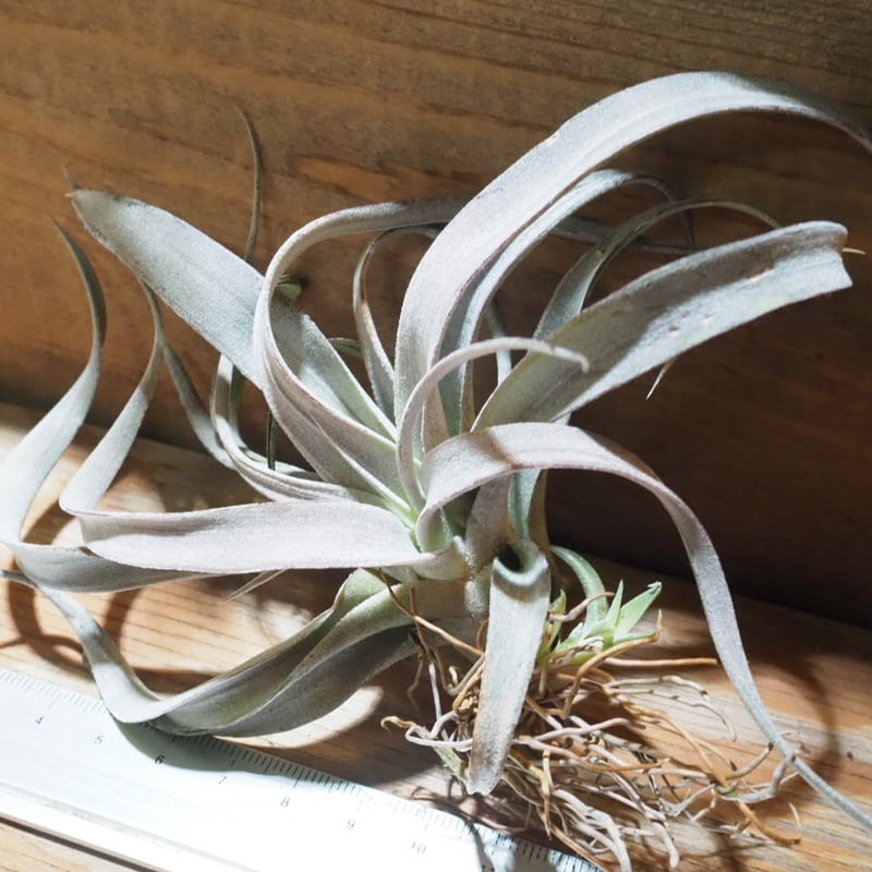 チランジア ／ チアペンシス ギガンテスコ (T.chiapensis 'Gigantesco