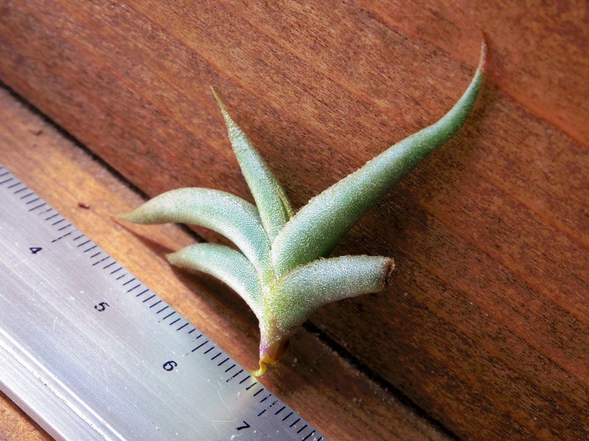 チランジア ／ テネブラ (T.tenebra) | 常葉植物園 Tokiwa Botanic