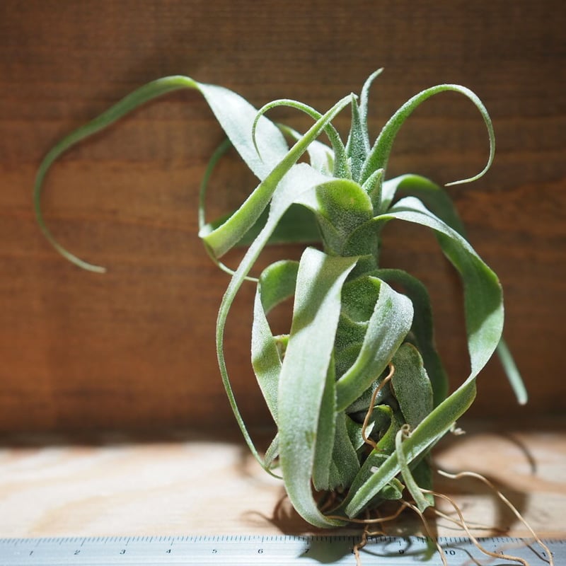 現品】チランジア・ドラティー 特大（2） チランジア・ドラティー 特大