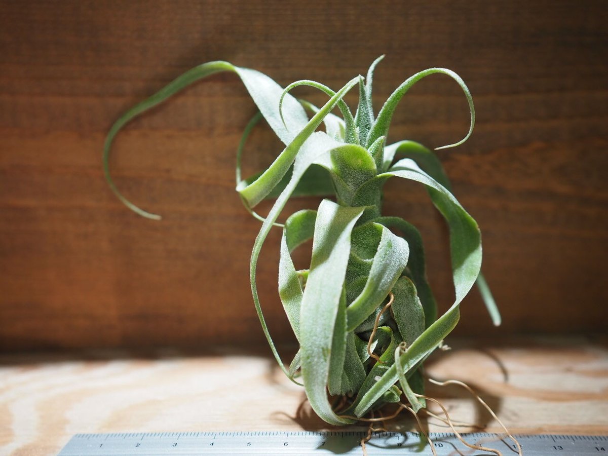 チランジア ／ ディグエティ (T.diguetii) ＊A01/Aug03 | 常葉植物園