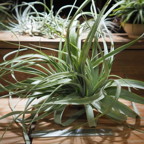 チランジア ／ キセログラフィカ × カピタータ クレステッド　(T.xerographica × T.capitata Crested)　＊A01/Apr17