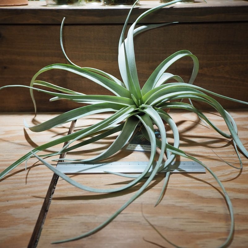 チランジア The Perfect Blend チランジア The Perfect Blend 【公式通販】