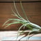 チランジア ／ パウシフォリア レッドハイブリッド　(T.paucifolia \'Red Hybrid\')　＊A01/Jun22