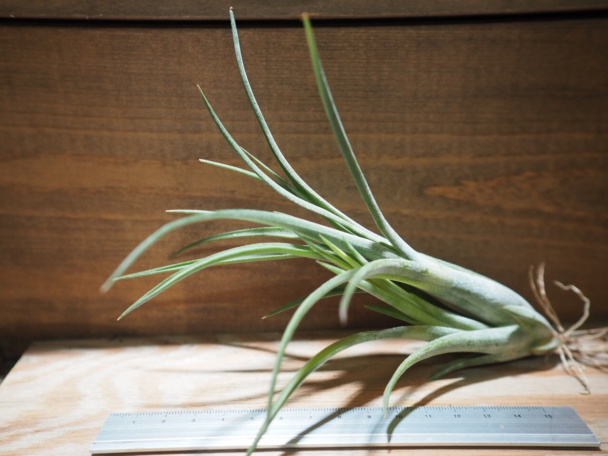 R*o様 チランジアハイブリッド fit=scale-down,w=1200