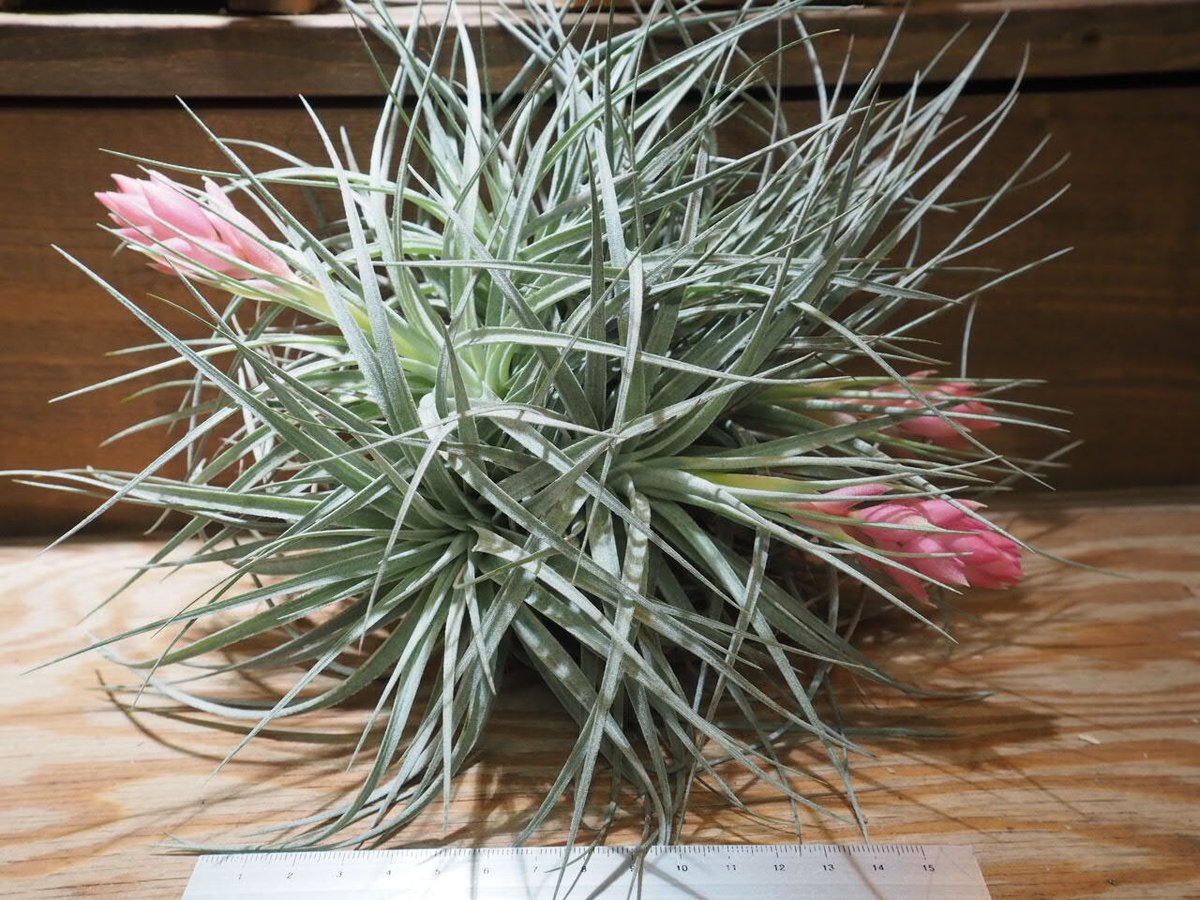 チランジア ／ コットンキャンディ XL-CL (T.'Cotton Candy') ☆XX0