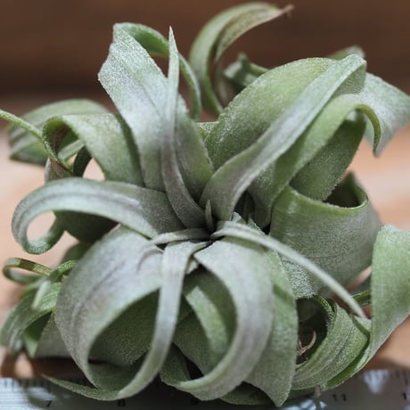 チランジア ／ ストレプトフィラ mini　(T.streptophylla)　＊A01/Aug27-01