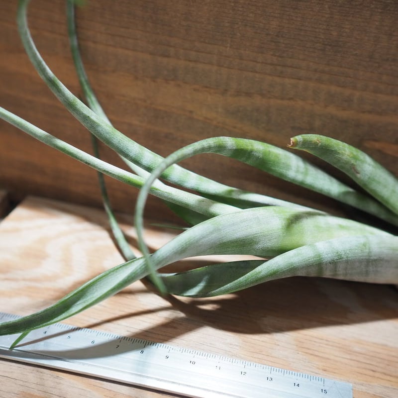 チランジア ／ フレキシオーサ ツイステッド (T.flexuosa twisted) ＊A0 